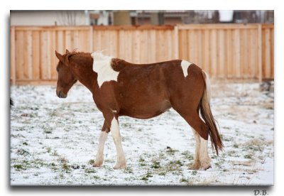 Only color in this herd other than bay.  I think she is also in foal.