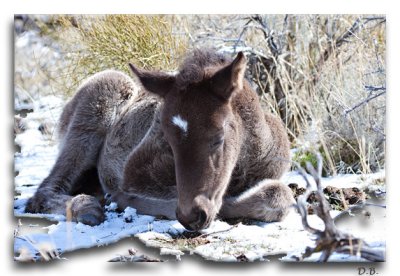 nevada_mustangs_2011