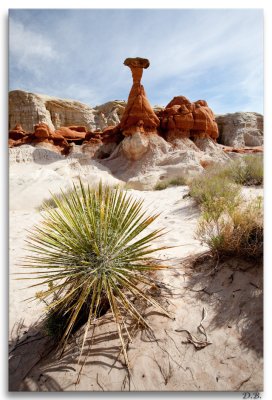 ToadstoolYucca 6-8-11