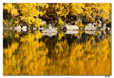 Gold reflection.10-22-11