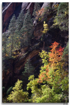 CanyonColor 11-13-11