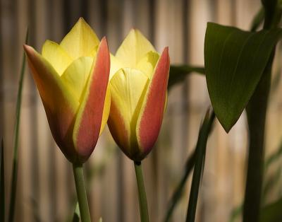 redyellow tulips 4-30-6