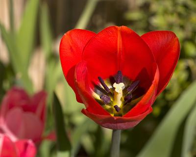 red tulip 5-2-6