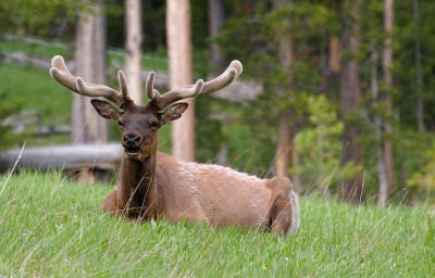 Bull Elk
