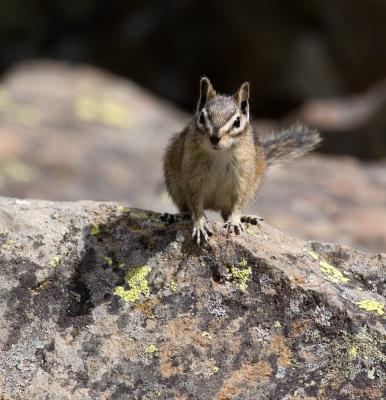 chipmunk.jpg