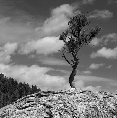 Tree in the Rock at Mammoth in Yellowstone. 6-18-6