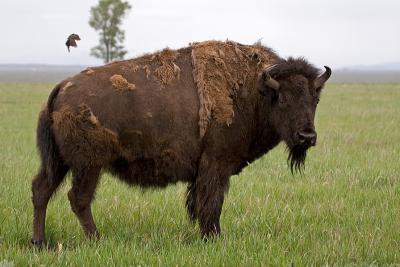 Buffalo4.jpg