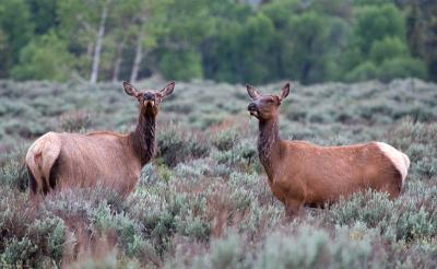 Elk.jpg