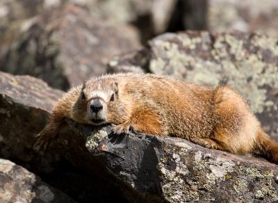 Lazy Marmot.jpg