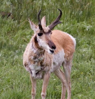 antelope2.jpg