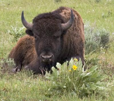 BuffaloFlower.jpg
