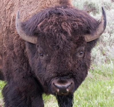 Buffalo4.jpg