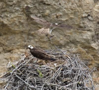 Osprey2.jpg