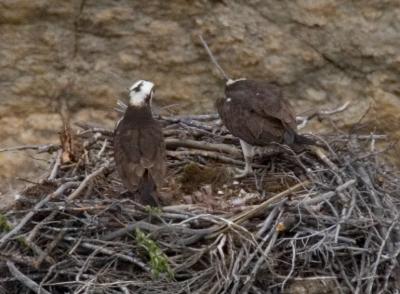 osprey3.jpg