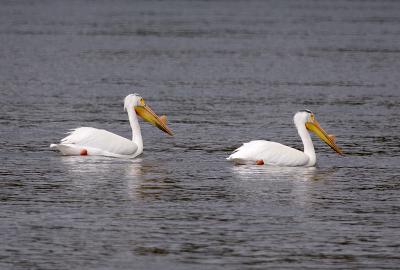 pelican.jpg