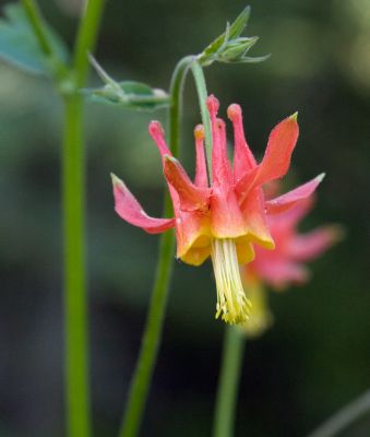 7-10-6 ?Wild Columbine