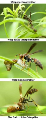 Wasp-Lunch-01.jpg