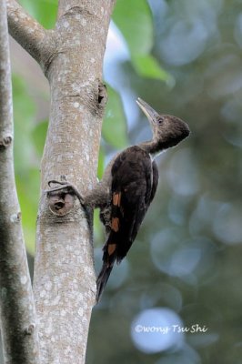 (Chrysocolsptes validus)Orange-backed Woodpecker ♀