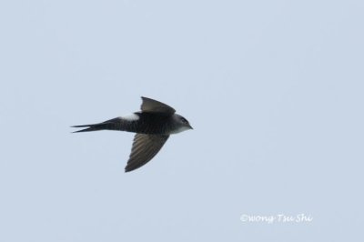 (Apus pacificus) Pacific Swift