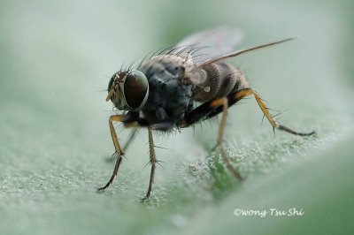 (Tachinidae, sp.)[B] Tachinid Fly