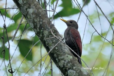 (Blythipicus rubiginosus) Maroon Woodpecker ♀