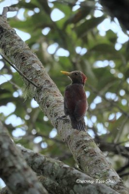(Blythipicus rubiginosus) Maroon Woodpecker ♂