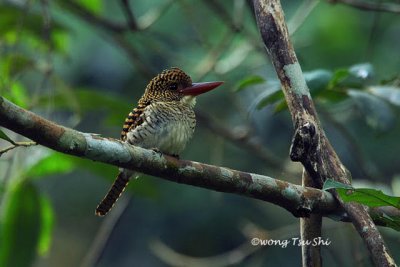 (Lacedo pulchella) Banded Kingfisher ♀