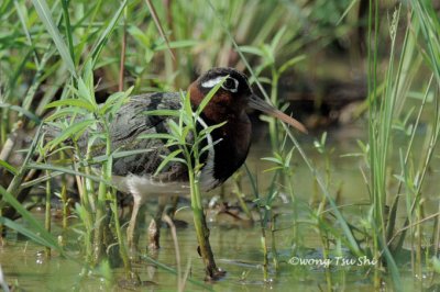 <i>(Rostrayula benghalensis)</i><br /> Greater Painted Snipe ♀