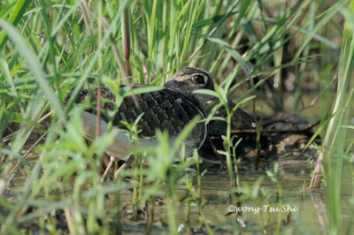 (Rostrayula benghalensis) Greater Painted Snipe ♂