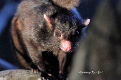 (Aeromys tephromelas) Black Flying Squirrel