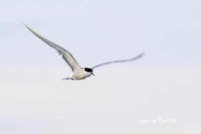 (Sterna hirundo) Common Tern