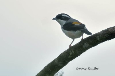 (Pteruthius aeralatus)Blyth's Shrike-vireo ♂