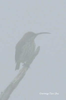 Arachnothera juliae Whitehead's Spiderhunter