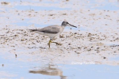 (Tringa brevipes) Grey-tailed Tattler