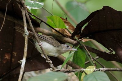 (Malacopteron cinereum) Scaly-crowned Babbler