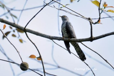 (Cuculus optatus) Oriental Cuckoo