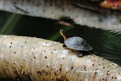 (Cuora amboinensis) Malayan Box Turtle