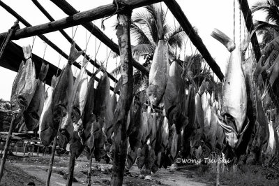 Drying fish