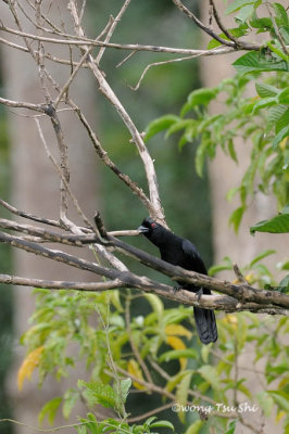 (Platysmurus atterimus) Bornean Black Magpie