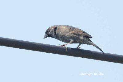 (Passer montanus ) Eurasian Tree Sparrow