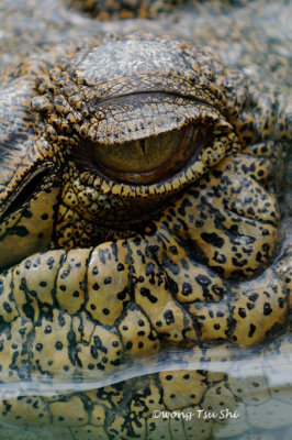 (Crocodylus porosus)  Estuarine Crocodile
