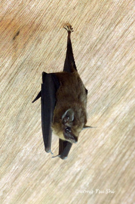 (Emballonura alecto) Greater Sheath-tailed Bat