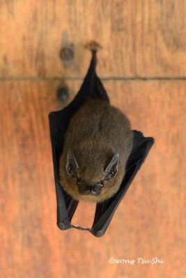 (Emballonura monticola) Lesser Sheath-tailed Bat