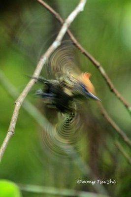 (Hemicircus concretus)Gray-and-buff Woodpecker ♂