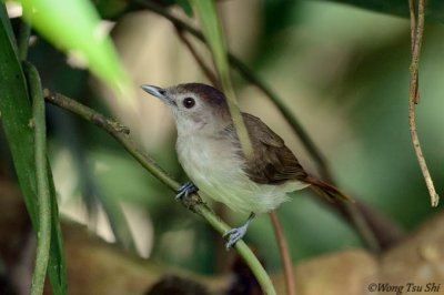 (Malacopteron affine) Sooty-capped Babbler