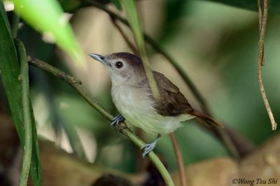 <i>(Malacopteron affine)</i><br /> Sooty-capped Babbler