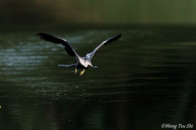 <i>(Anhinga melanogaster melanogaster)</i> <br />Darter