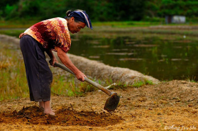 Old Dusun lady working on her field