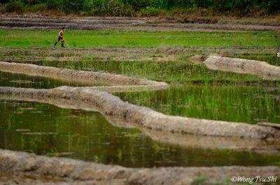 Tambunan paddy field