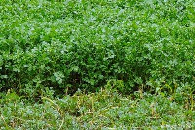 (Nasturtium officinale)Water Crest